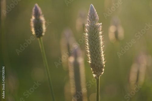 close up of grass © Trifaris