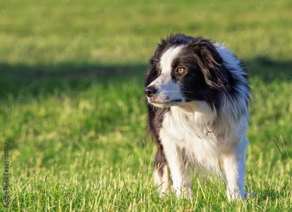 Stunning border collie sheepdog in a field