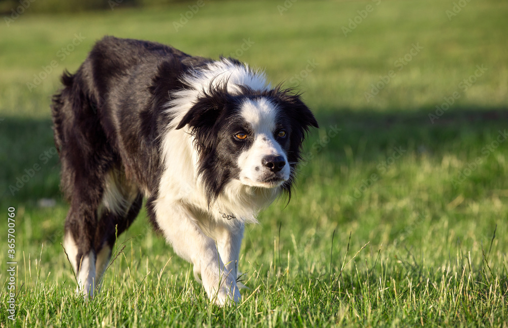 Stunning border collie sheepdog stalking in a field