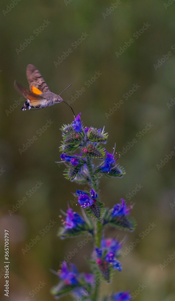 Fototapeta premium insect pollinating plants in the middle of spring