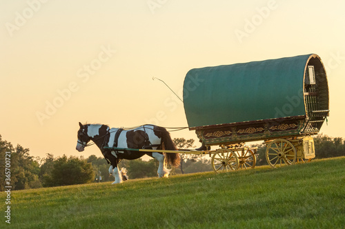 Gypsy Vanner Horse pulling Gypsy caravan or vardo up hillside, Gypsy Vanner Horse MARE Esmerelda pulling Gypsy caravan or vardo up hillside, photo