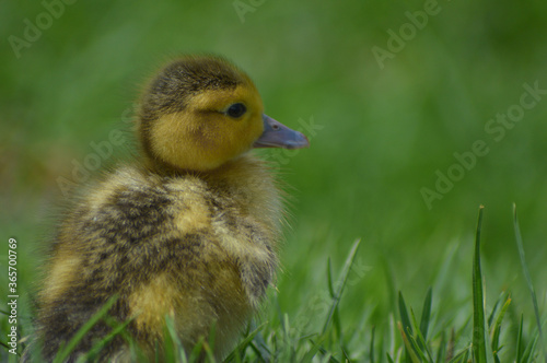 Cute adorable mallard duckling in a pond at a farm
