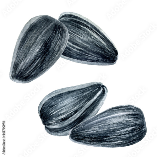 Wallpaper Mural Sunflower seeds set watercolor illustration isolated on white background Torontodigital.ca