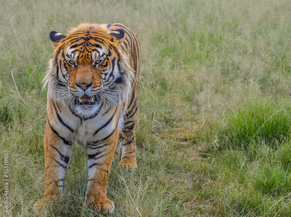 Portrait of a beautiful Bengal tiger in South Africa Portrait of a beautiful Bengal tiger in South Africa