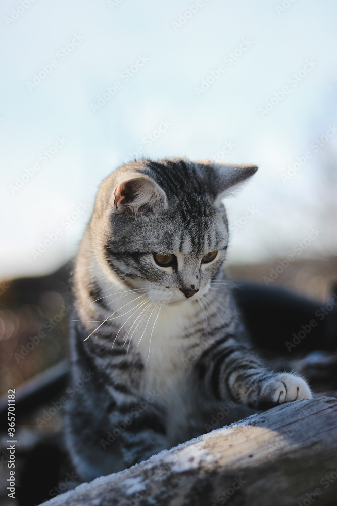 The beautiful cat is looking at the object