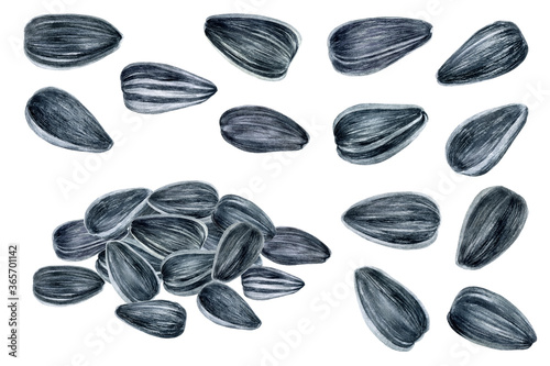 Wallpaper Mural Sunflower seeds set watercolor illustration isolated on white background Torontodigital.ca