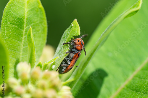 Red Milkweed Beetle Feeding on Milkweed Leaf © Erik