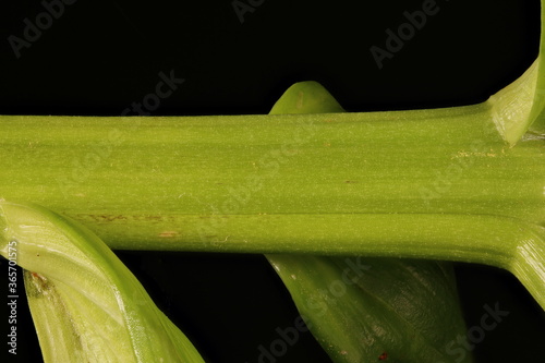 Dutch Lily (Lilium x hollandicum). Stem Closeup photo