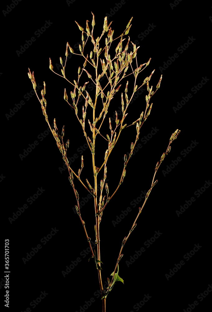 Fototapeta premium Prickly Lettuce (Lactuca serriola). Inflorescence Closeup