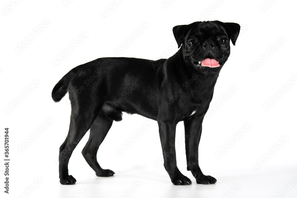 Black  pug has four long legs isolated on a white background.