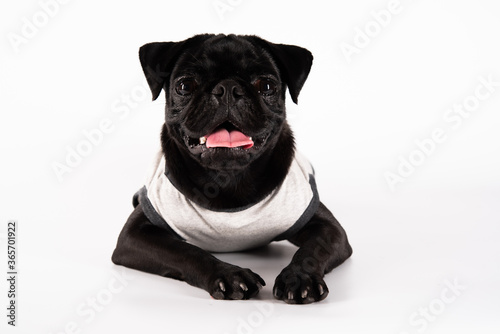 Black  pug wear a white dog shirt isolated on a white background. © Panassak