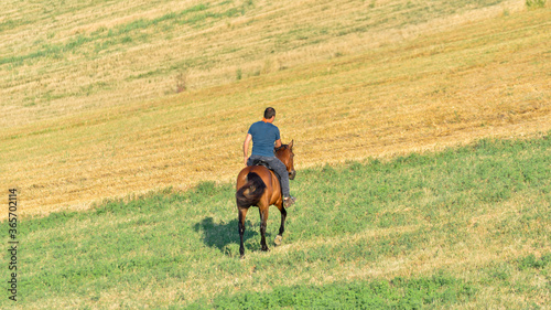 man on horseback walks among the fields