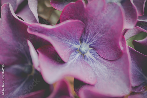 Fototapeta Naklejka Na Ścianę i Meble -  close up hygrangia flower 