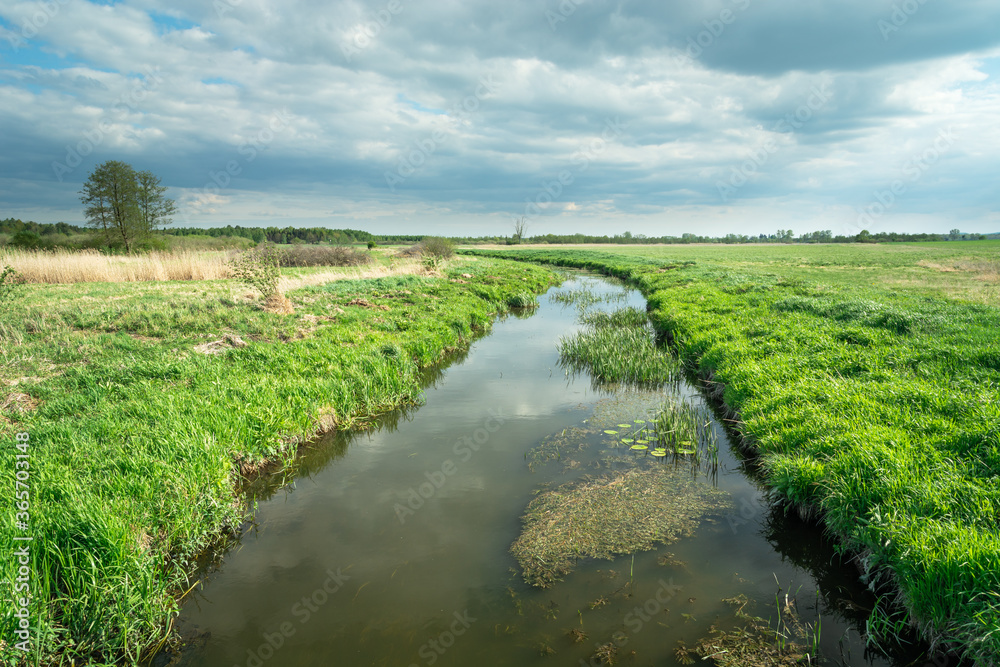The small river Uherka flowing through green meadows in eastern Poland The small river Uherka flowing through green meadows in eastern Poland