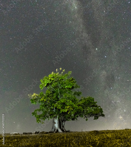 tree in the night star 