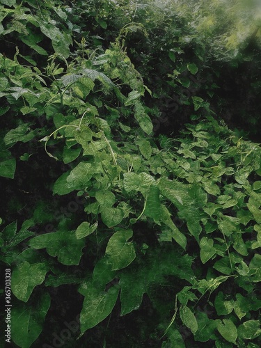 green leaves background