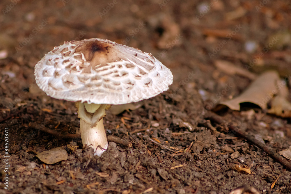 Big brown mushroom in the forest can be poisonous in the wilderness but also a natural gourmet vegetable in autumn and harvest fungus for vegetarian in moss and organic mushrooming picked on the track Big brown mushroom in the forest can be poisonous in the wilderness but also a natural gourmet vegetable in autumn and harvest fungus for vegetarian in moss and organic mushrooming picked on the track
