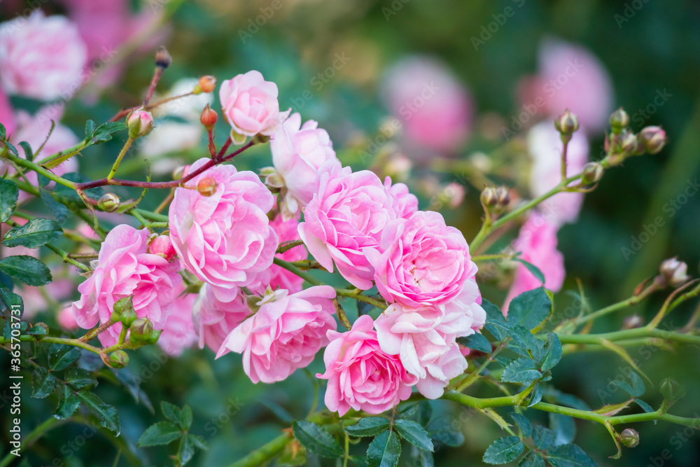 Beautiful pink roses flower in the garden