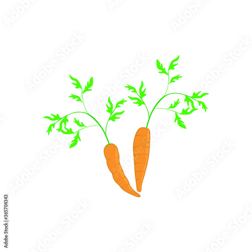 carrots isolated on white