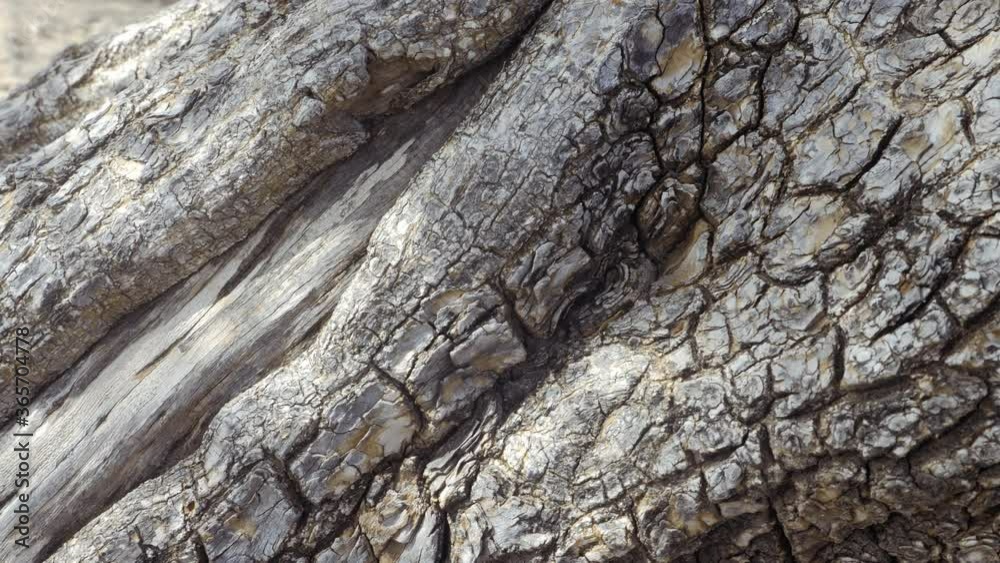Argan tree, closeup of the trunk, tree bark with abstract texture. Nature tree background footage. Slow motion. The Argan tree is cultivated for the famous Argan oil that is produced from the kernels Argan tree, closeup of the trunk, tree bark with abstract texture. Nature tree background footage. Slow motion. The Argan tree is cultivated for the famous Argan oil that is produced from the kernels