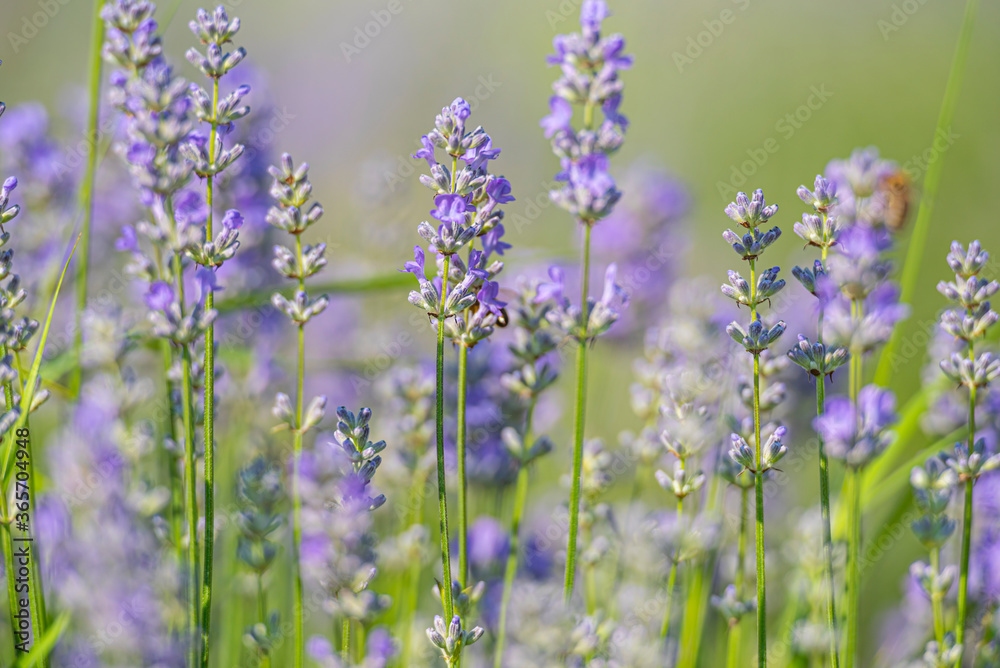 Landscape in lavander field