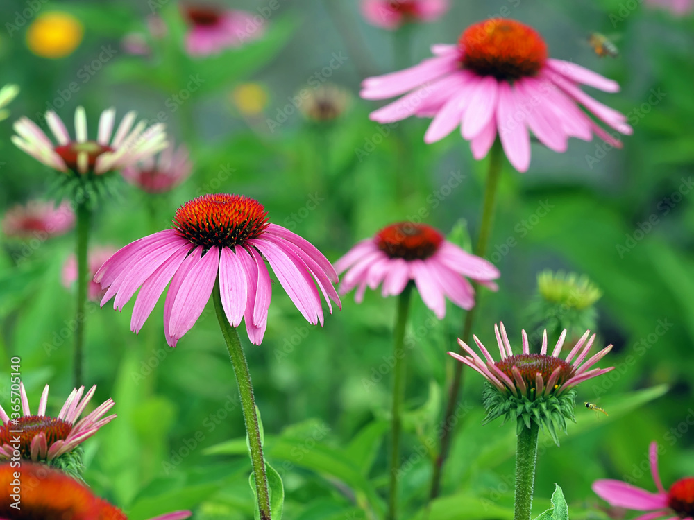 Fototapeta premium Blütenfreude