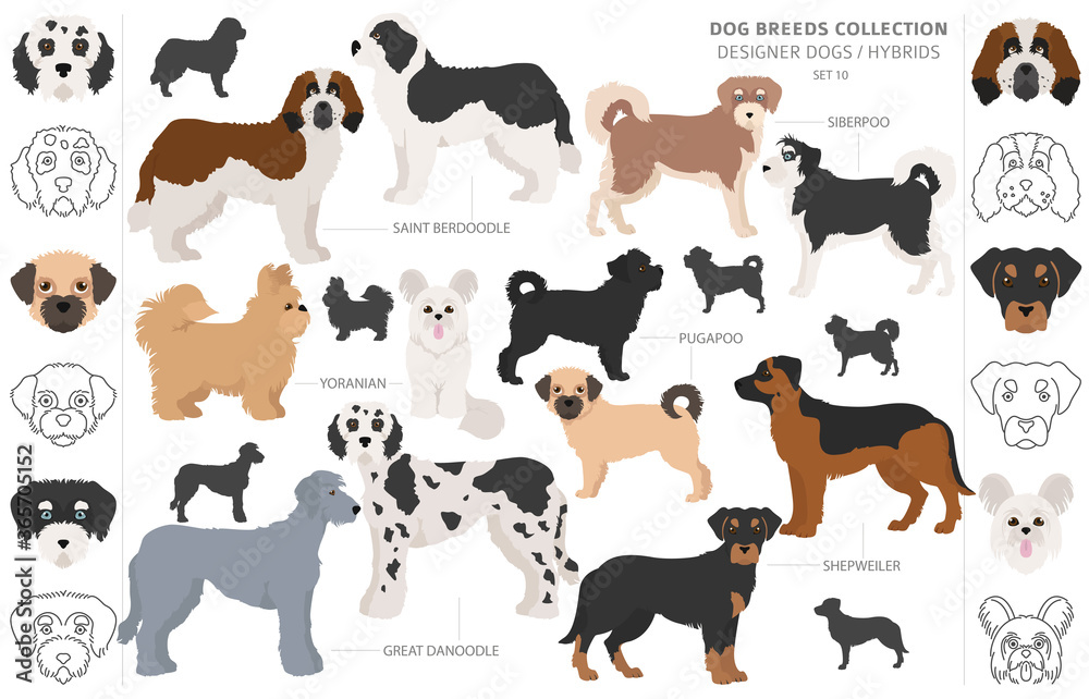 Designer dogs, crossbreed, hybrid mix pooches collection isolated on white. Flat style clipart dog set
