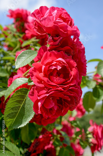 red roses in garden