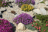 Garden rockery featuring gravel bed and plants of different color