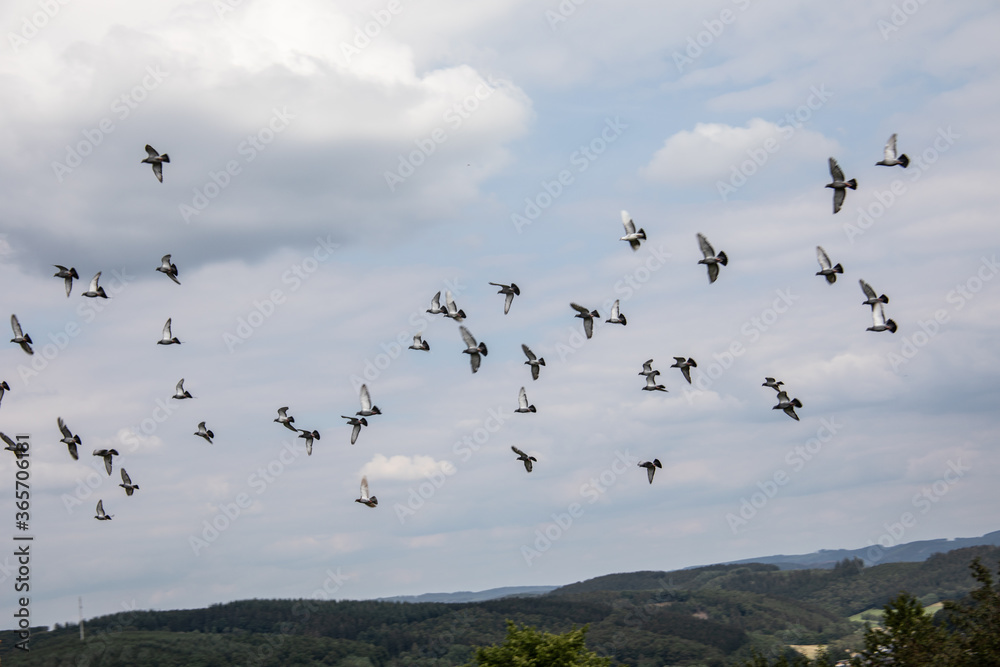 Flock of pigeons flies in circles over the landscape