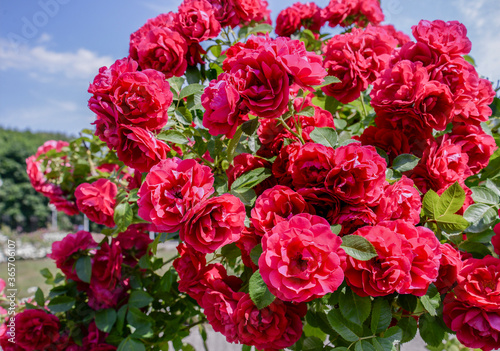 red roses in garden
