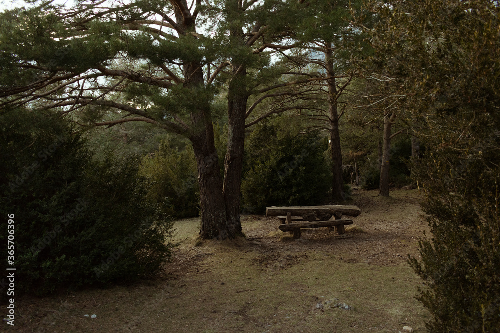 Bench in the forest Bench in the forest