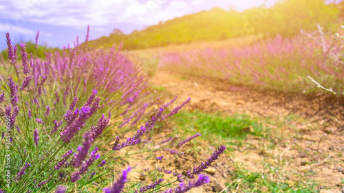 Lavender meadow in countryside. Sunlight effect. Agriculture farm. Fragrance production