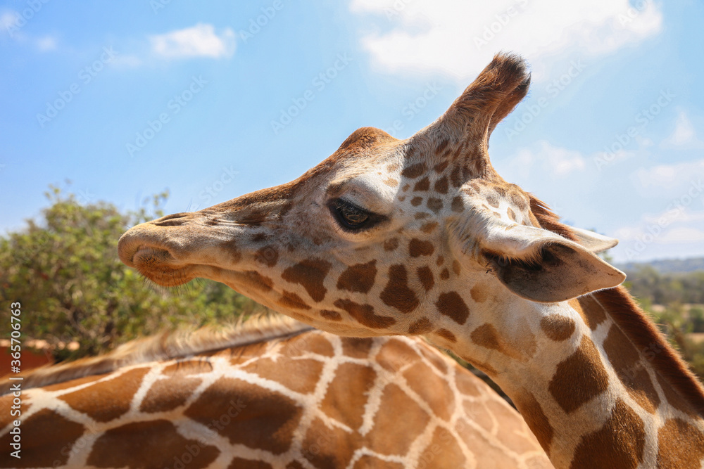 Giraffe at the zoo on a blue sky background. Giraffe at the zoo on a blue sky background.