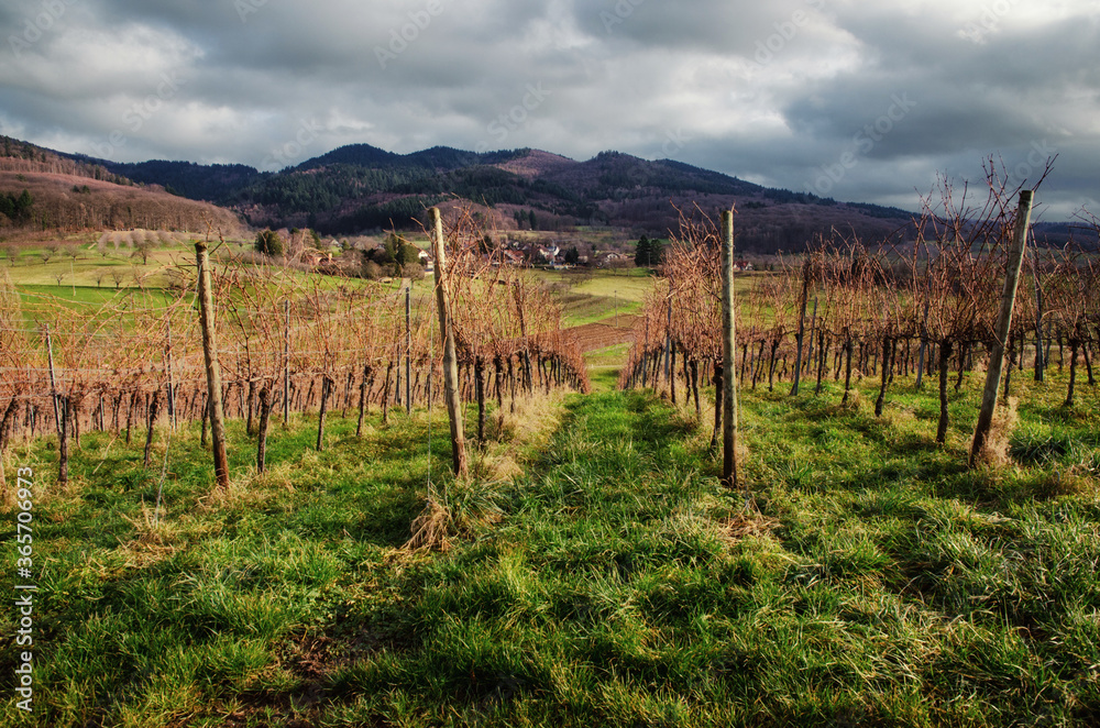 vineyards in autumn in Germany in Freiburg