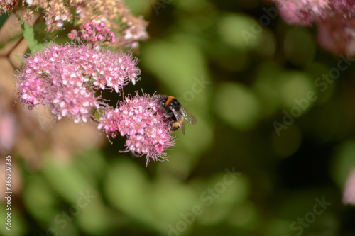 Shaggy bumblebee gathering pollen on a pink flowers. © Dmitrii