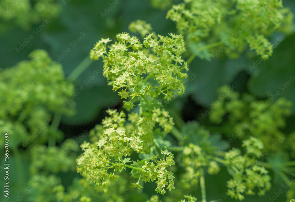 Frauenmantel (Alchemilla mollis)