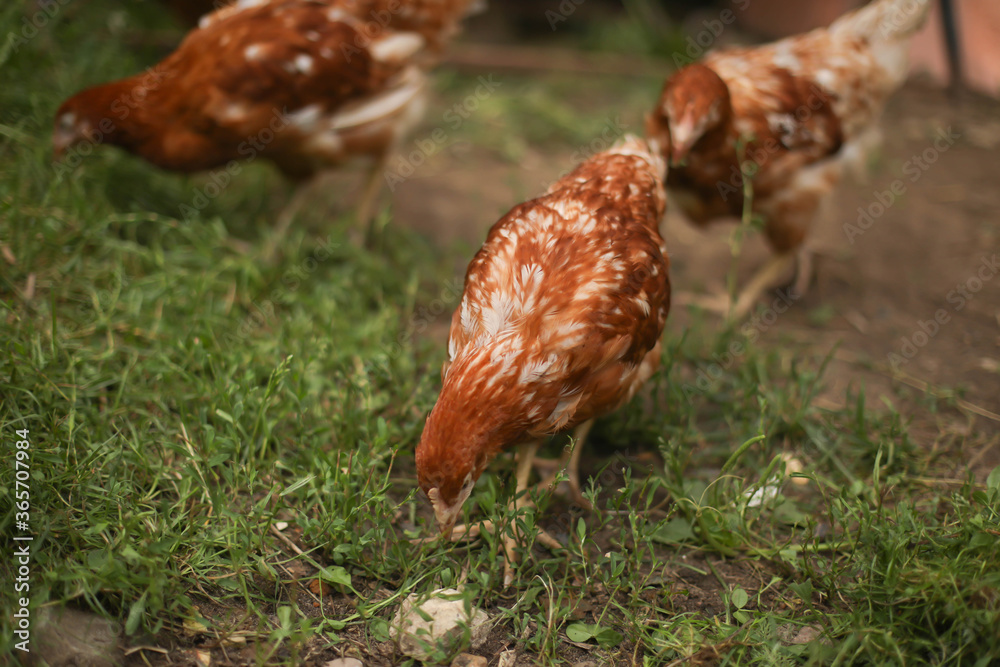 Fototapeta premium chickens and rooster walk on the grass, chicken coop, chicken breeding