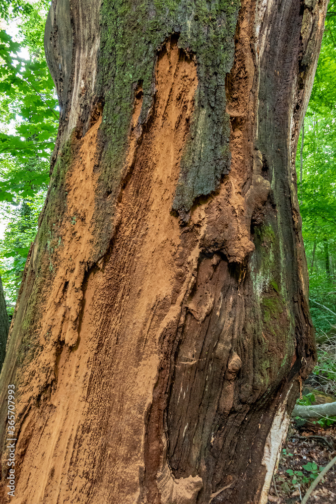 Abgestorbene Rotbuche (Fagus sylvatica)