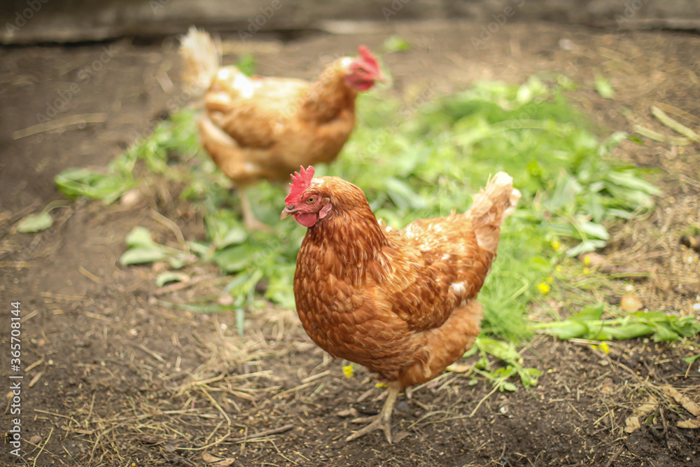 chickens and rooster walk on the grass, chicken coop, chicken breeding