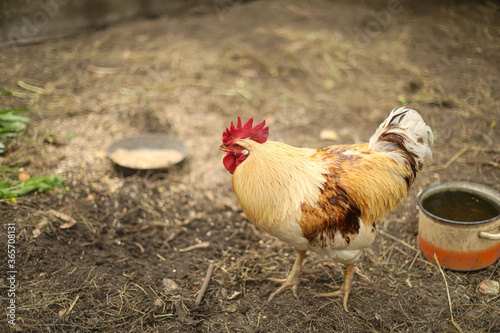 chickens and rooster walk on the grass, chicken coop, chicken breeding