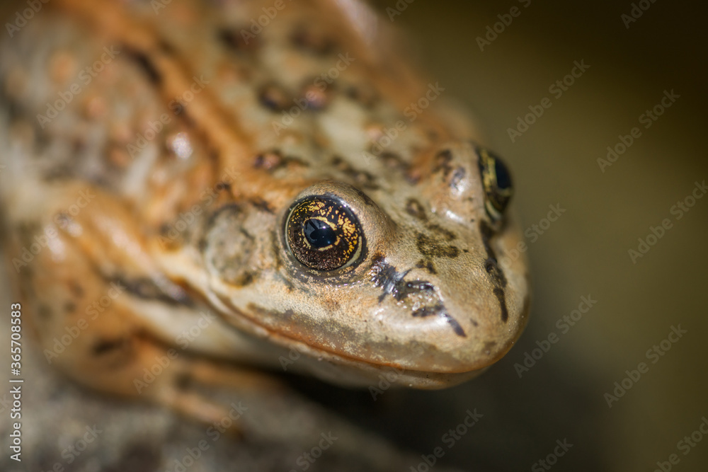 Frog Portrait - Close-up Frog Face Frog Portrait - Close-up Frog Face