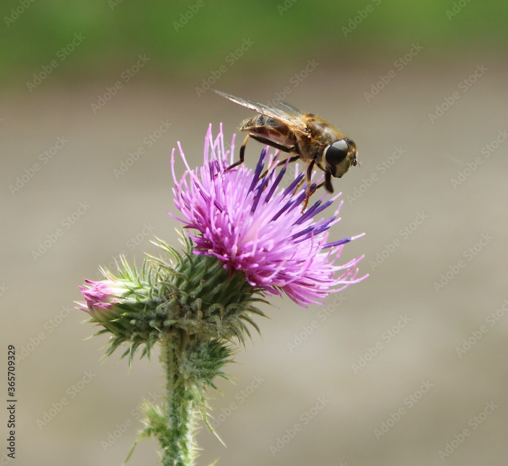Bee, (antophila) (lasioglossum) on a thistle Bee, (antophila) (lasioglossum) on a thistle