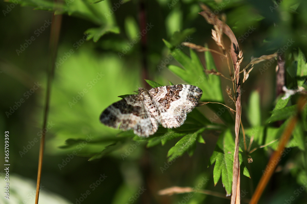 Common carpet moth, butterly on green leaf Common carpet moth, butterly on green leaf