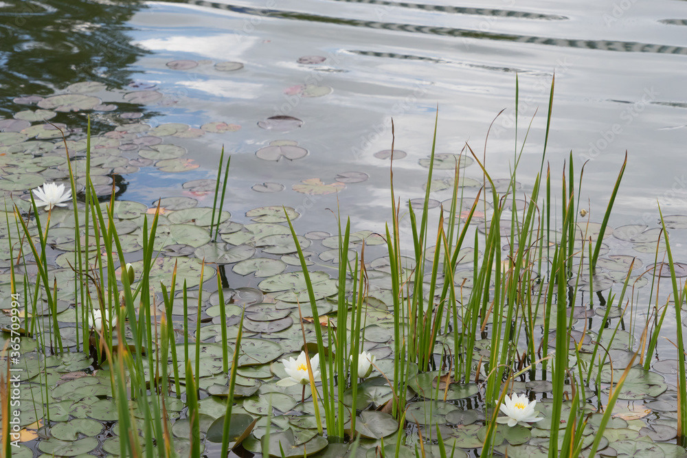 Weiße Seerosen und Lotosblätter im Gartenteich Weiße Seerosen und Lotosblätter im Gartenteich