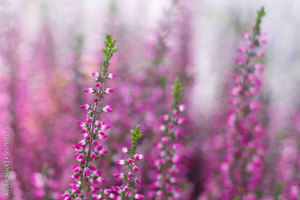 Fototapeta premium Pastel toned blooming bright pink erica flowers with bokeh effect. Blossoming flowers heather bush