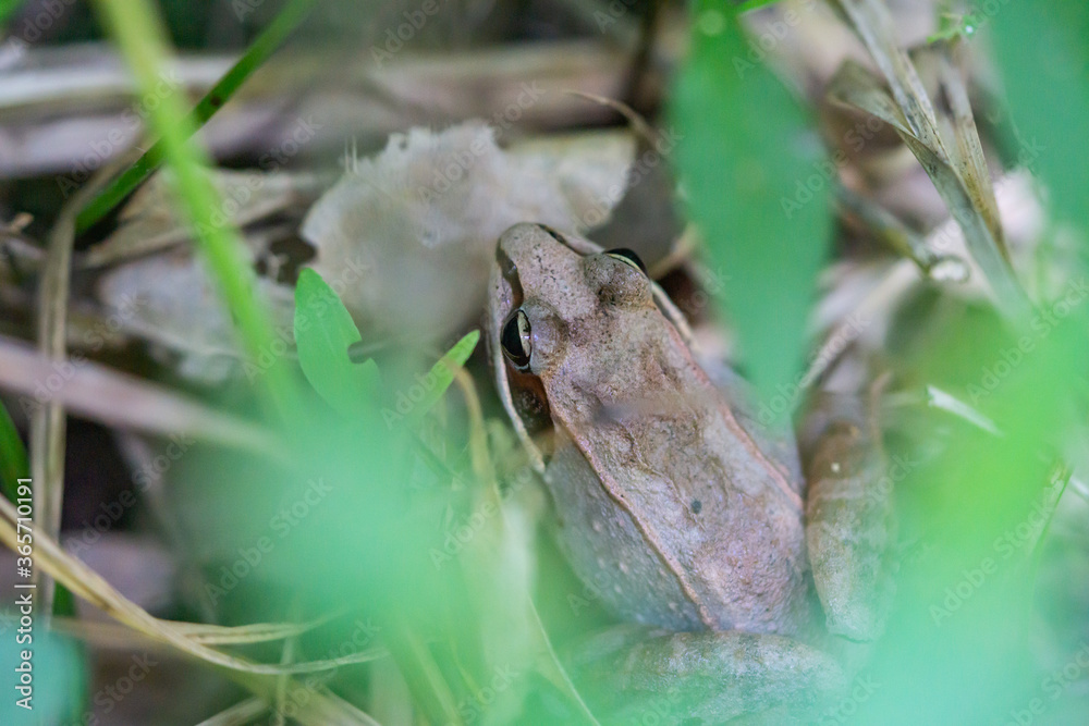 Obraz premium Wood Frog in Forest in Summer