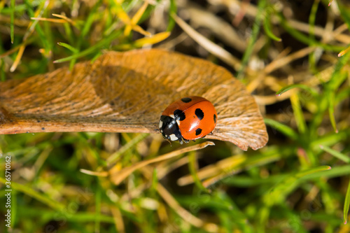 Macro photo of a ladybug