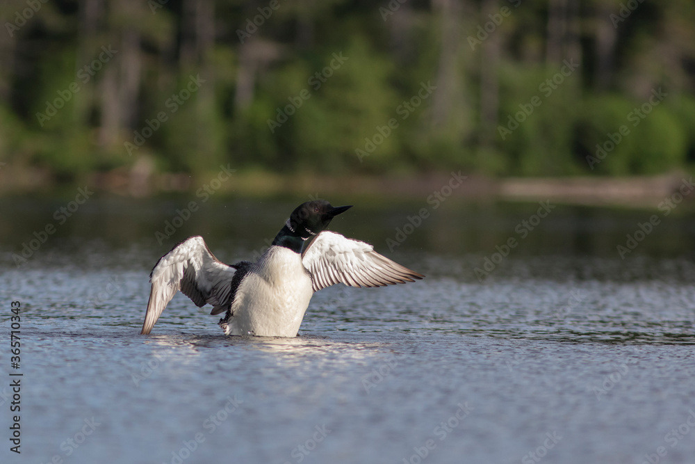 Fototapeta premium common loon in summer, Quebec, Canada