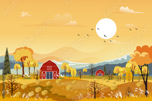  Vector Autumn panorama landscape farm field with orange sky, Beautiful sunset in Autumn countryside panorama view with yellow foliage,Fall season with copy space for banner background